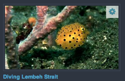 Videos Lembeh Strait