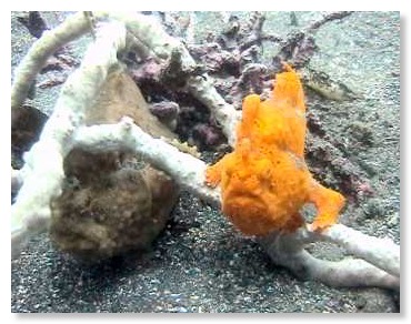 Zwei Anglerfische in Lembeh, Indonesien