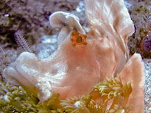 Rhinopias Eschmeyri