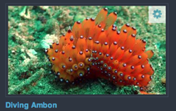 Videos Diving Ambon