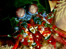 Mantis Shrimp