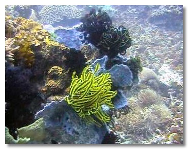 Federsterne auf Korallen, Kavieng