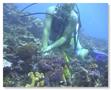 Rod Pearce mit Mördermuscher, Kavieng