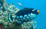 Harlequin Triggerfish