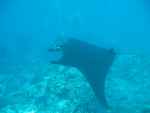 Manta