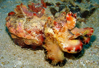 Flamboyant Cuttlefish