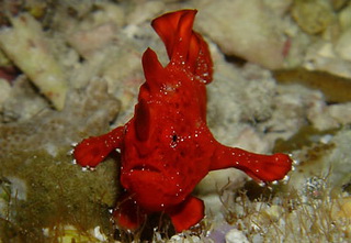 Frogfish