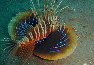 Gurnard Lionfish