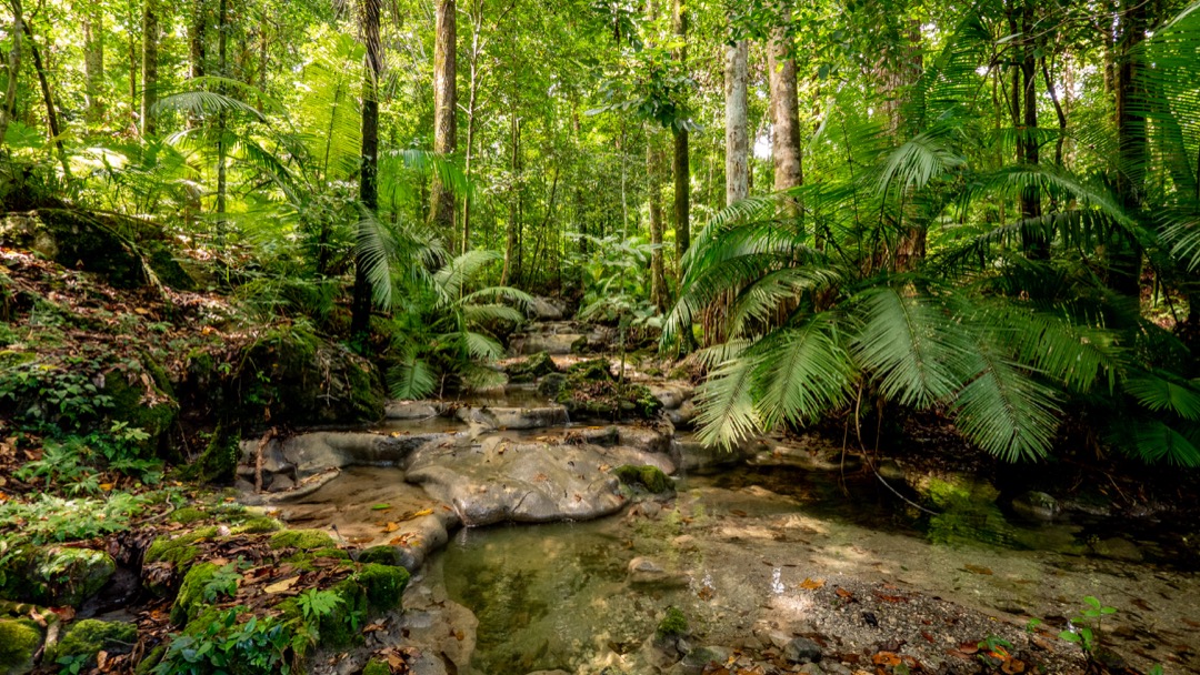 Nakaela. Limestone Terraces in the Jungle