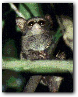 Koboldmaki (Tarsius Spectrum)