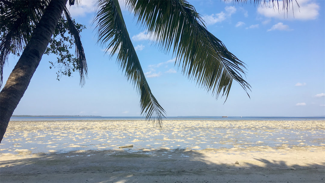 Hoga Island Dive Resort beach during low tide