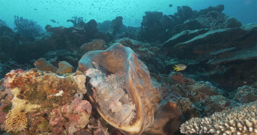 Barrel sponge with scorpion fish