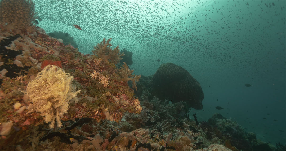 Schooling fish in Tomia