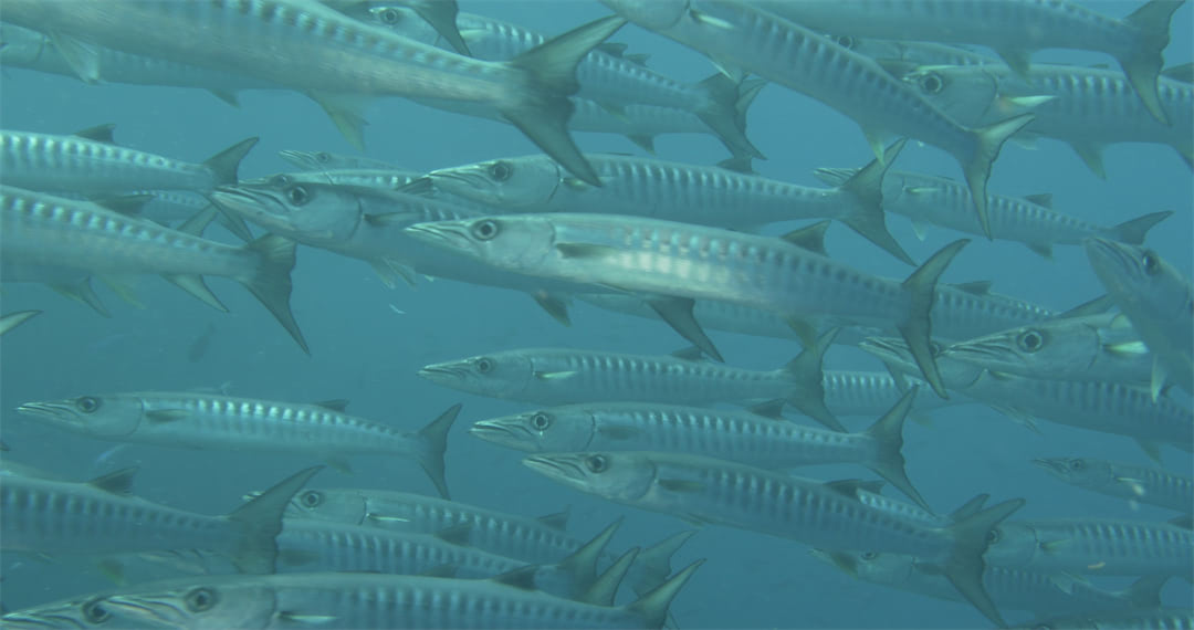 School of Barracudas