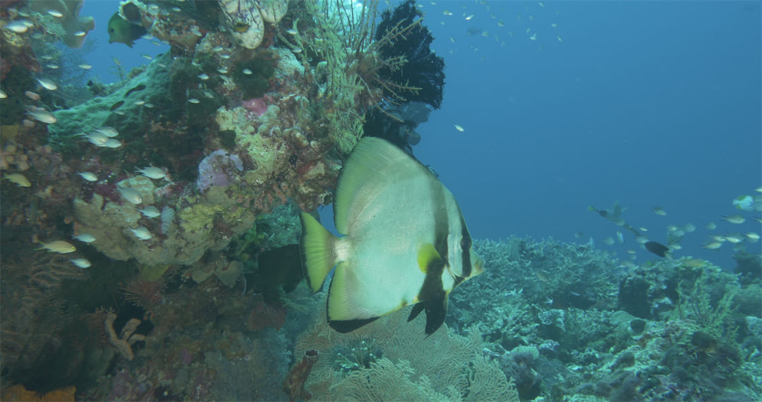 Bat Fish