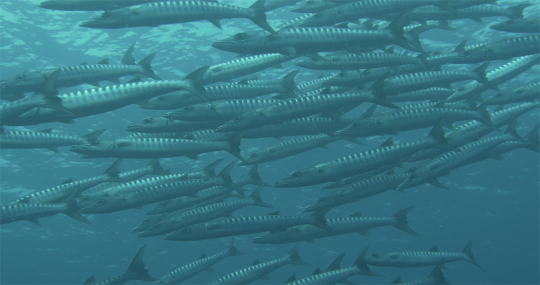 School of Barracudas