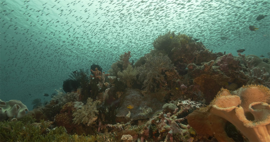 Underwater landscape in Tomia