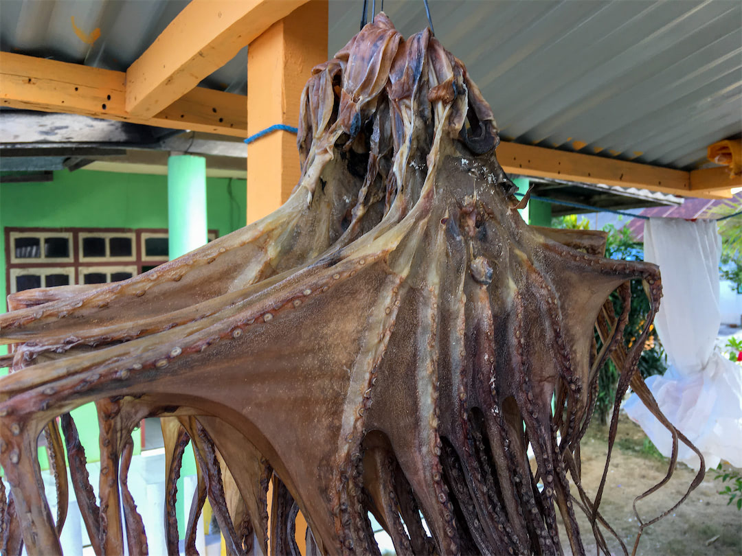 Dryed Octopus