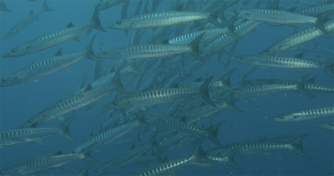 Barracudas