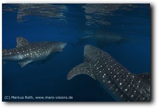 Whale Sharks in Cenderawasih Bay