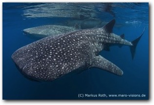 Whale sharks in Cenderawasih Bay 