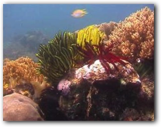 Raja Ampat Reef with Feather Stars