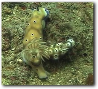 Nudibrancs in Raja Ampat