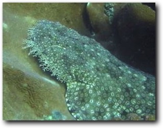 Wobbegong on hard coral