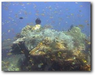 Typisches Korallenriff Raja Ampat