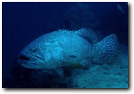 Giant Grouper in Triton Bay